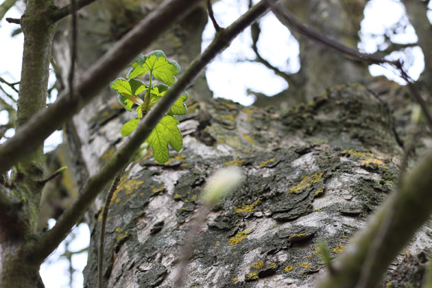 Sycamore leaf