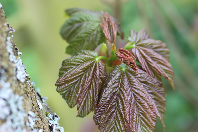 Sycamore leaves