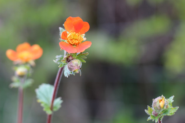 orange flower