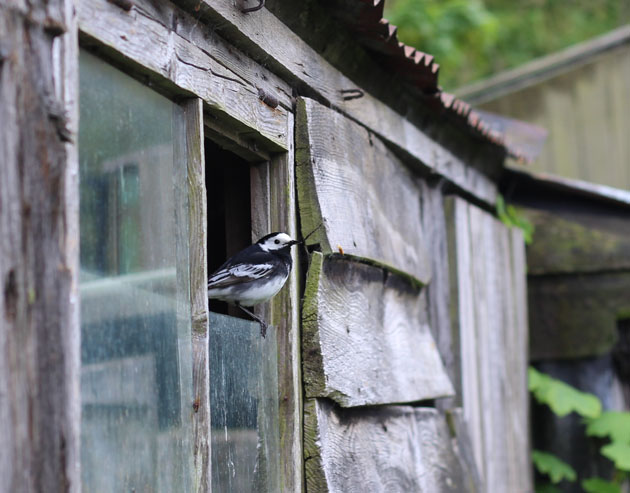 Pied Wagtail