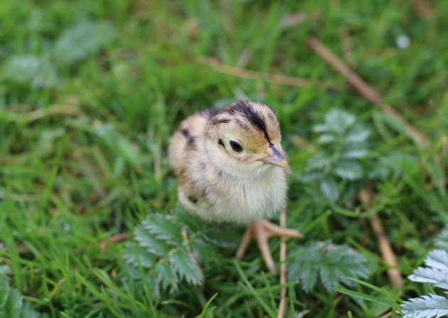 pheasant chick