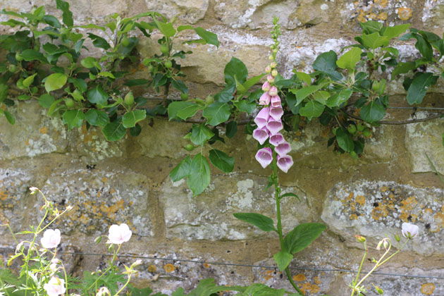 In the garden at Nunnington Hall