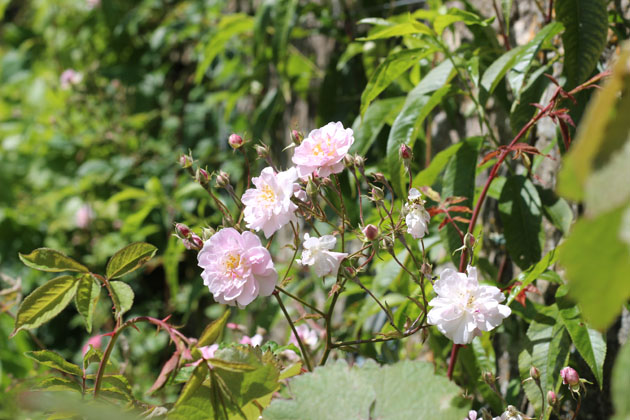 Roses in the garden at Nunnington Hall