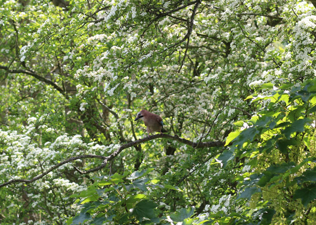 Wildlife moments - Jay