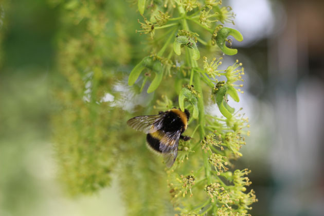 Wildlife moments - bee on Sycamore tree flowers