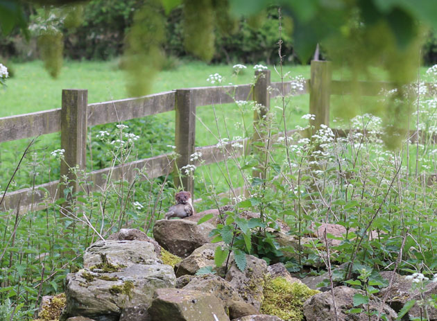 Wildlife moments - stoat carrying something in its mouth