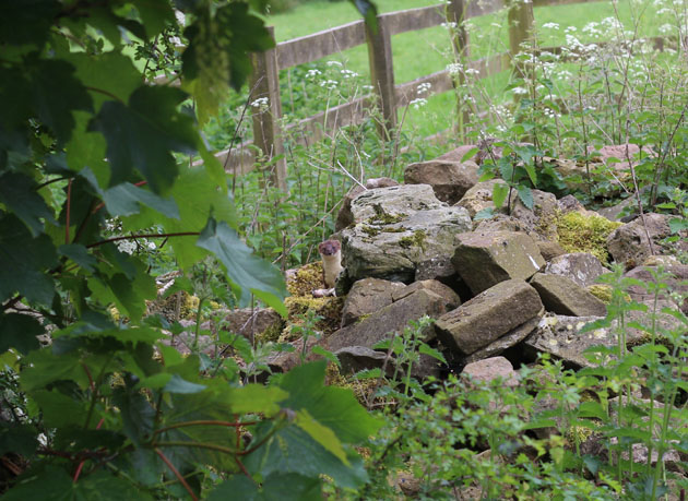 Wildlife moments - stoat on stone pile
