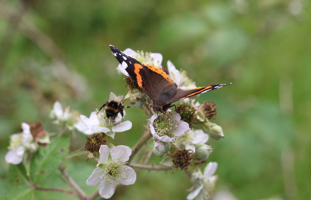 Butterfly and bee on bramble