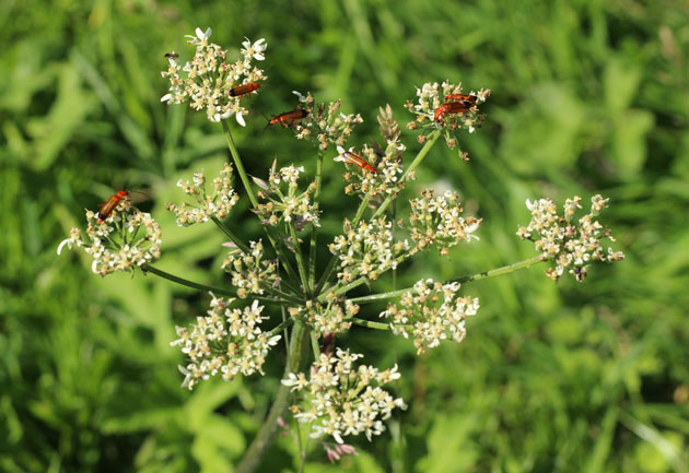 Common Red Soldier Beetles on hogweed