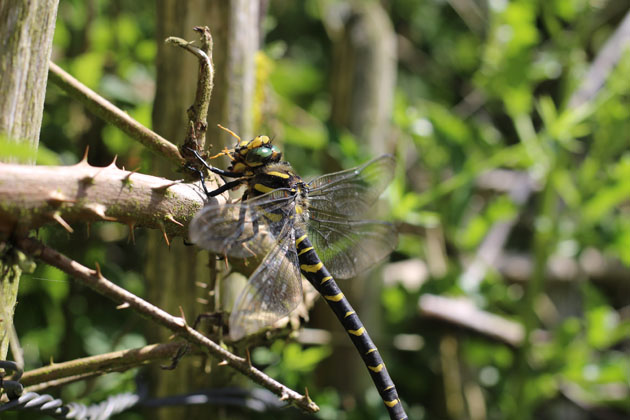 Dragonfly eating a wasp and chewing the legs last