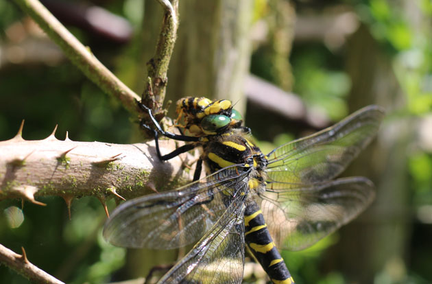 Dragonfly eating a wasp