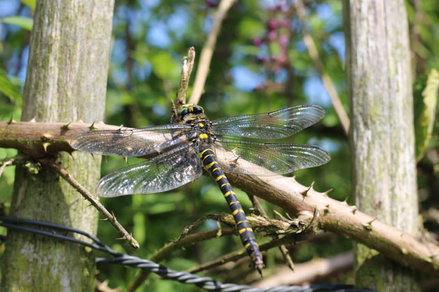 Golden Ringed Dragonfly