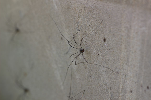 Harvestman on stone waving its sensory legs