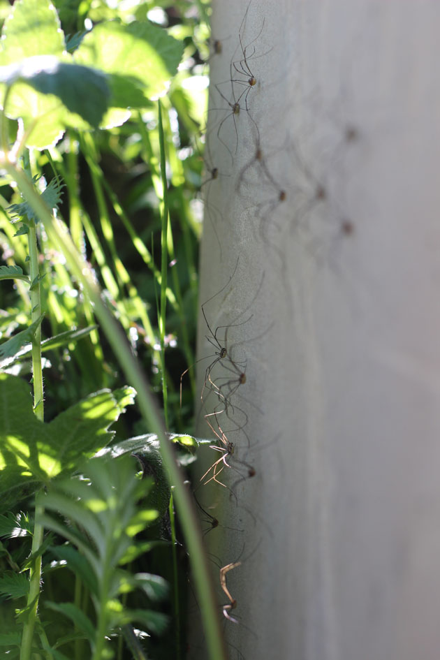 Harvestmen cluster on stone