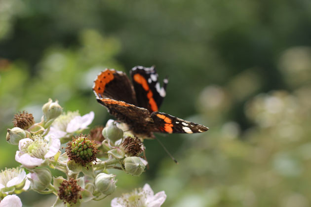 Red Admiral butterfly on bramble