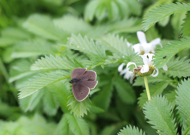 Ringlet butterfly