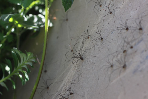 Stone covered in harvestmen