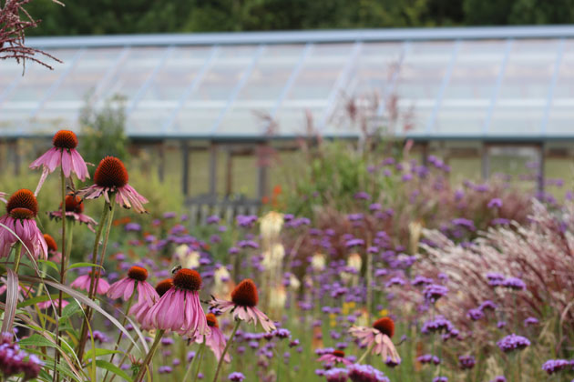 Harlow Carr garden reds and pinks