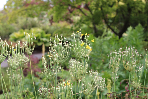 Seed heads can be as beautiful as the flower in bloom