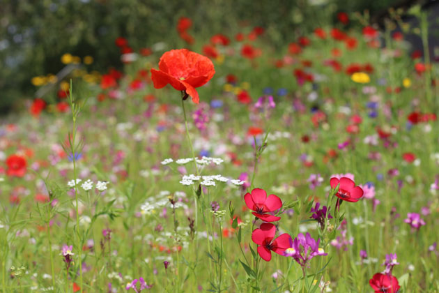 Wild Flowers at RHS Garden Harlow Carr