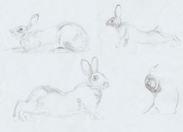 rabbit sketches for sculpture