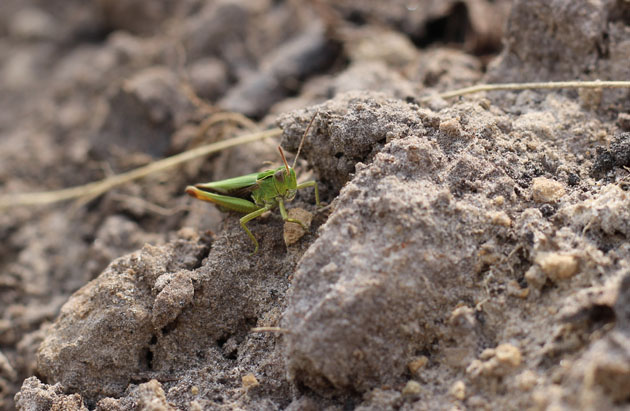 Grasshopper on sandy soil
