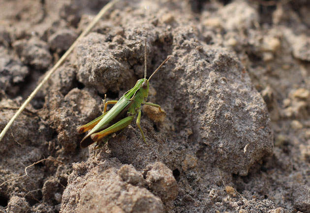Grasshopper on the North York Moors