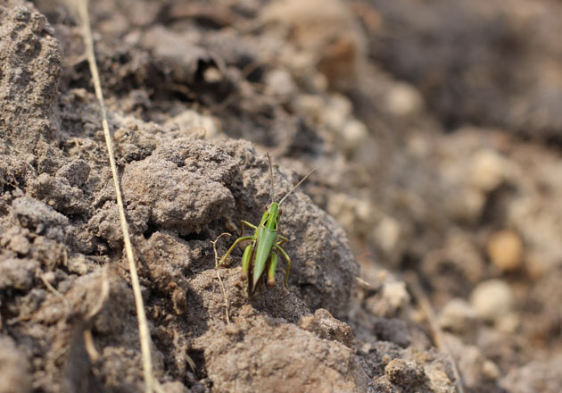 I spotted my first grasshopper