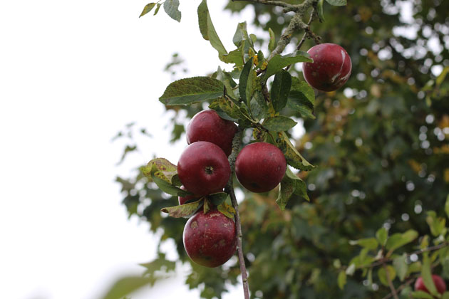 Apples ready for picking