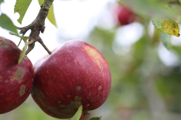 ripe apples