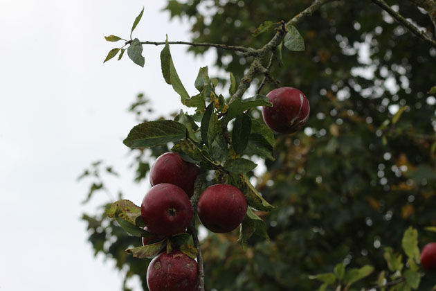 scrumping time