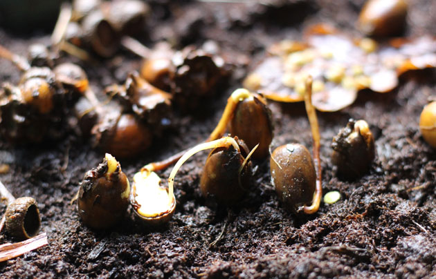 Acorns collected today for planting