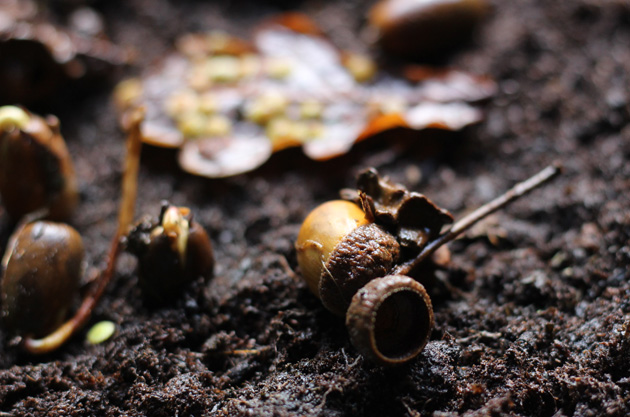 Acorns for planting