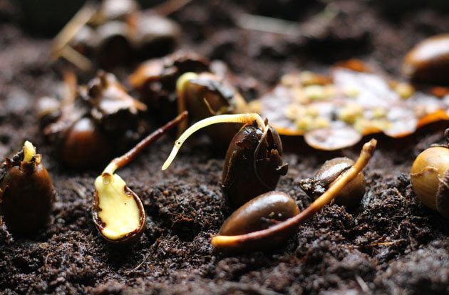 Acorns sprouting ready to plant