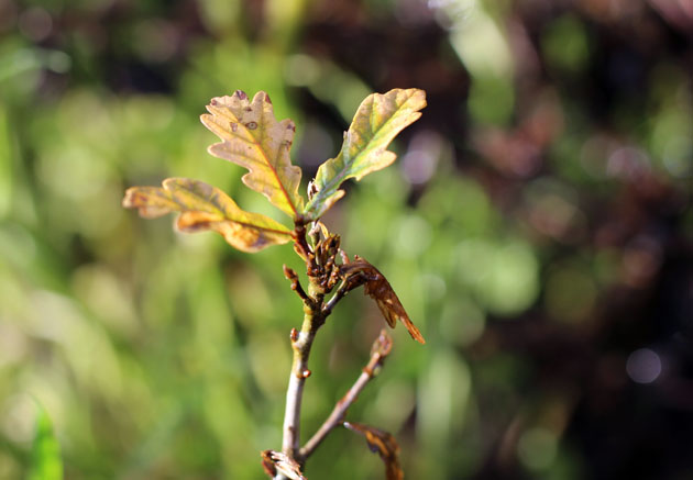 My oak tree