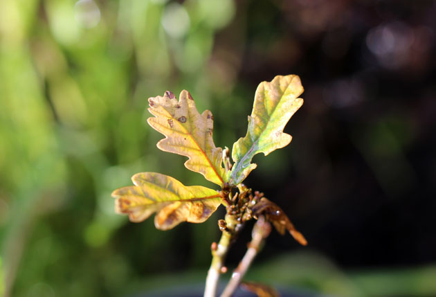 Oak sapling one year old