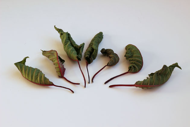 Sculptural leaves