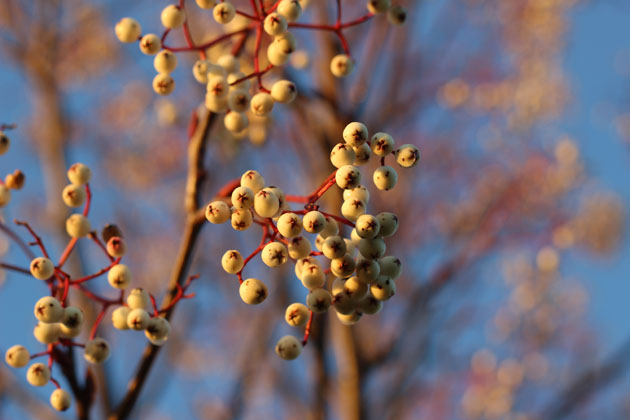 Berries in winter sun