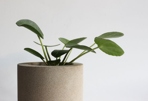 Stone pot filled with little Pilea Peperomioides