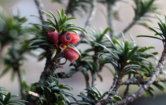 Yew tree berries