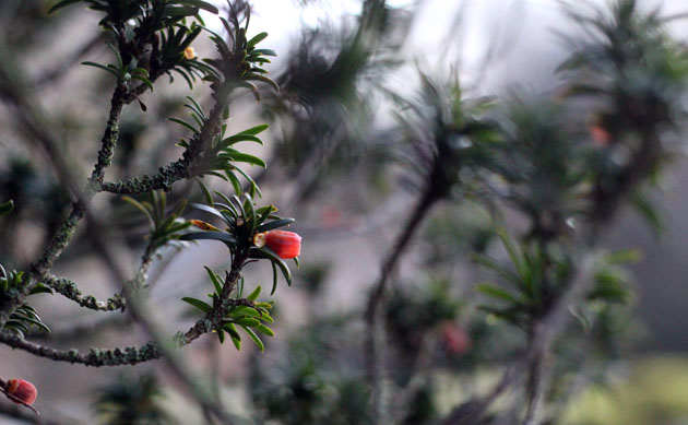 Yew tree filed with birds feeding on the seeds