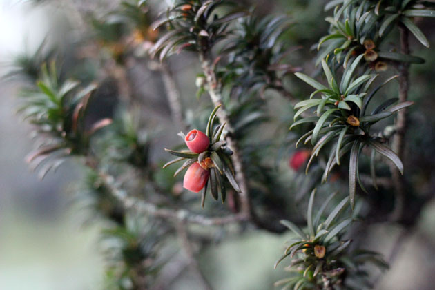 Yew tree red berries