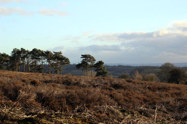 January walk on Lastingham Ridge