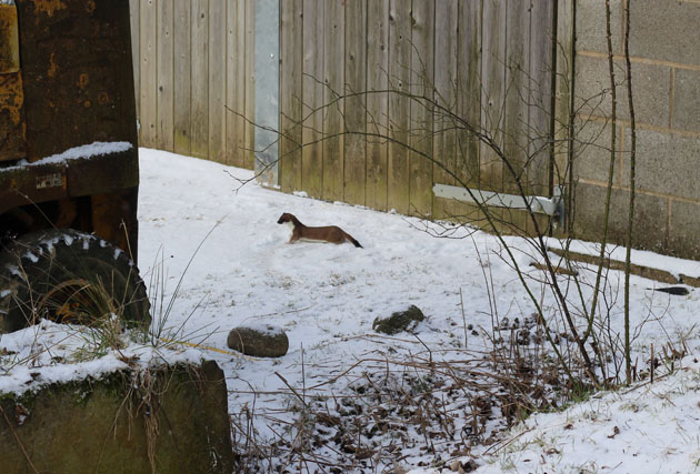 Stoat in the snow at my workshop