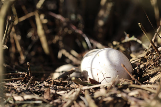 three eggs in the hedgerow