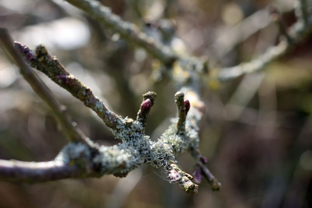 Tips of spring growth on my apple tree