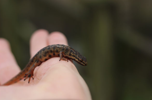 I found a newt in the goose pond
