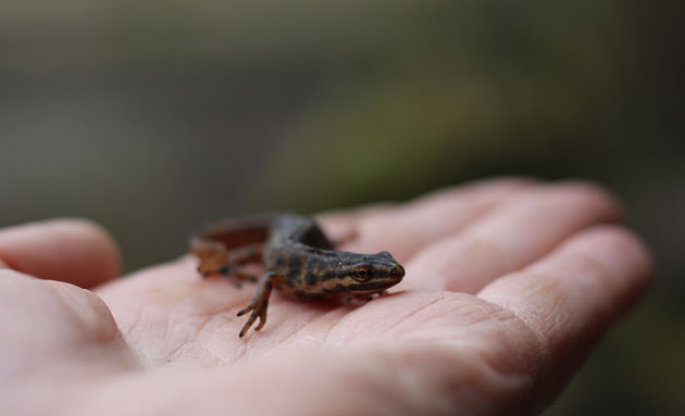 Smooth Newt