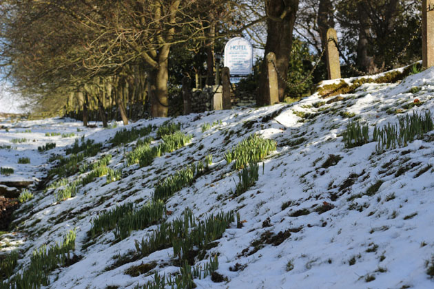 Spring bulbs at the entrance to Lastingham Grange