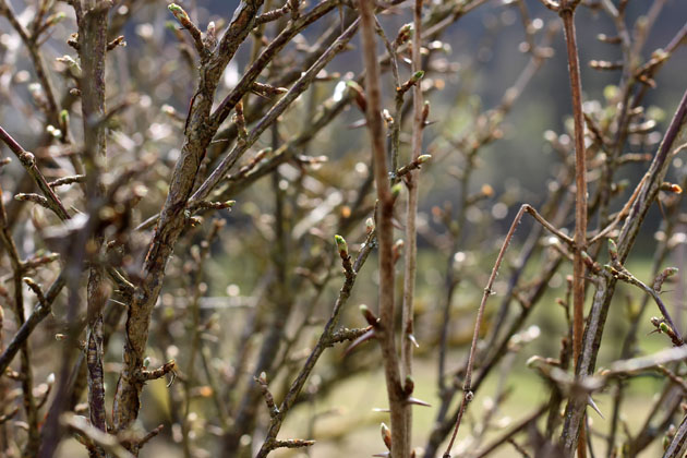 Green shoots showing in the hedgerow